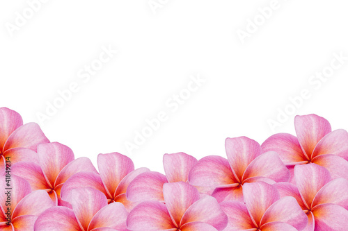 Wallpaper Mural Frangipani flower on white background Torontodigital.ca