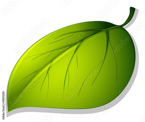 Leaf