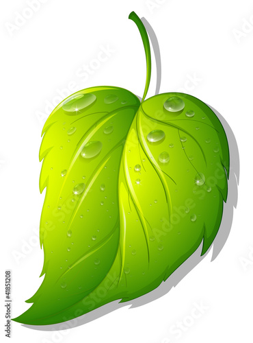 Leaf
