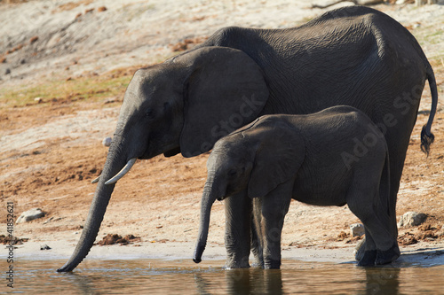 African Elephants