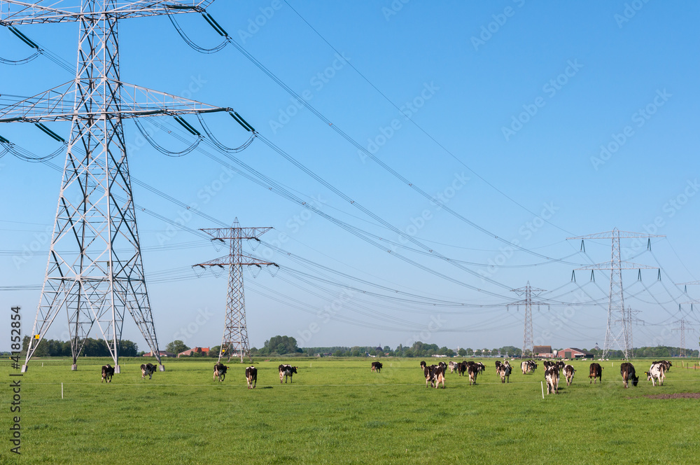 Power pylons and cows