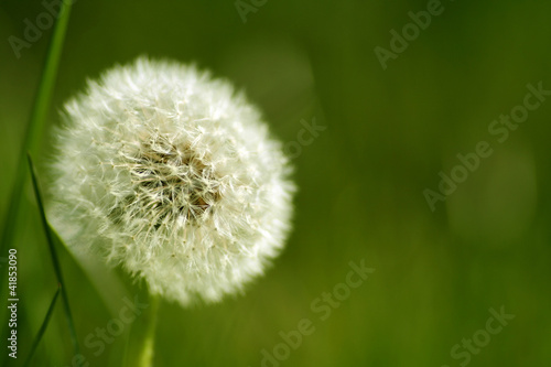 Pusteblume