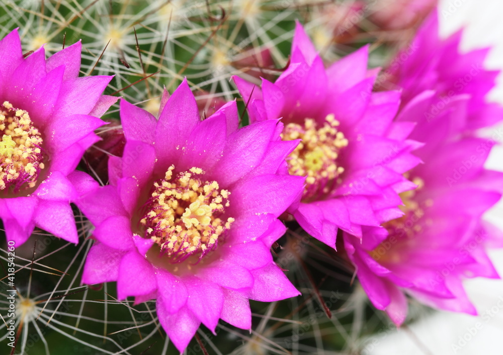 Obraz premium サボテンの月影丸の花 Mammillaria