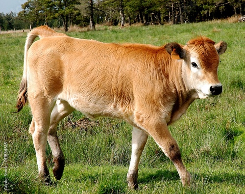 Jeune Aubrac