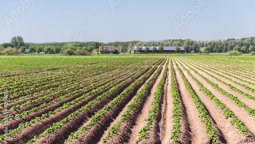 Farm and rows of potato plants photo