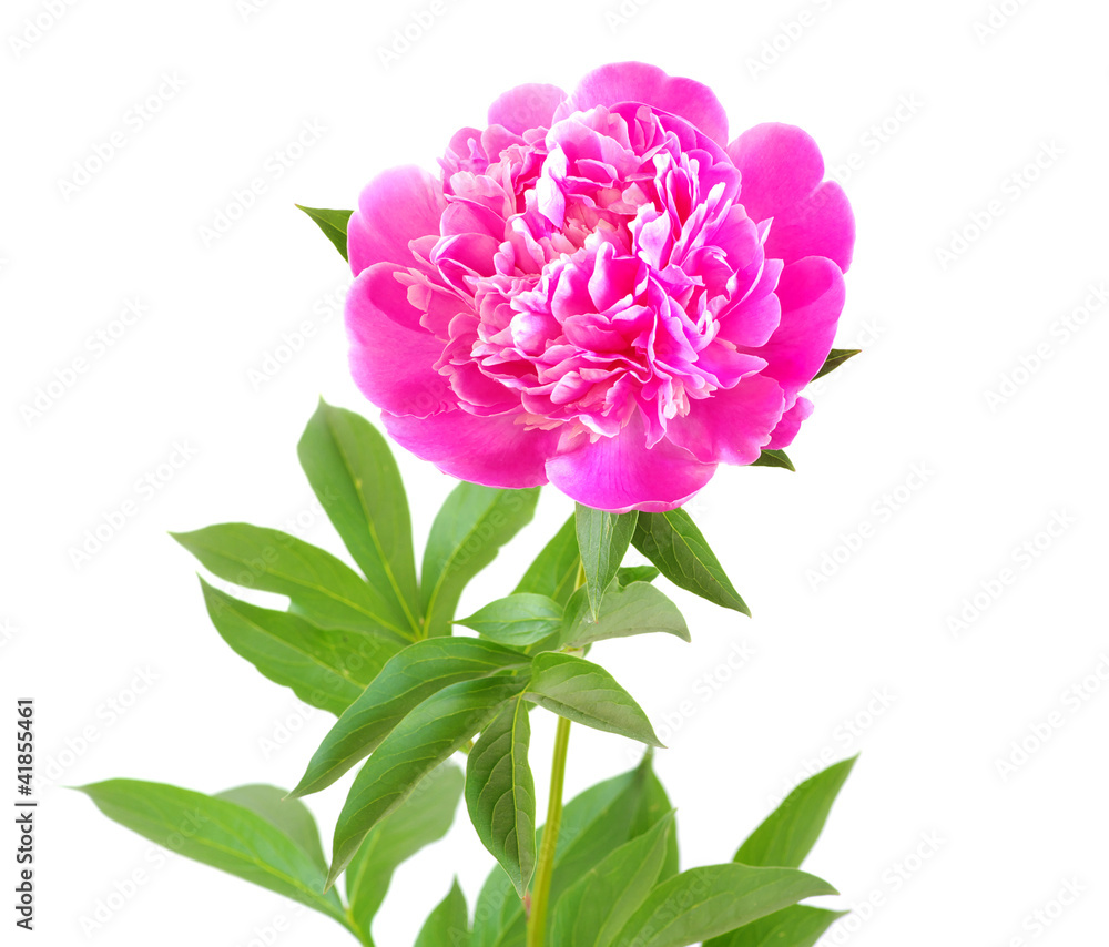 pink peony flower