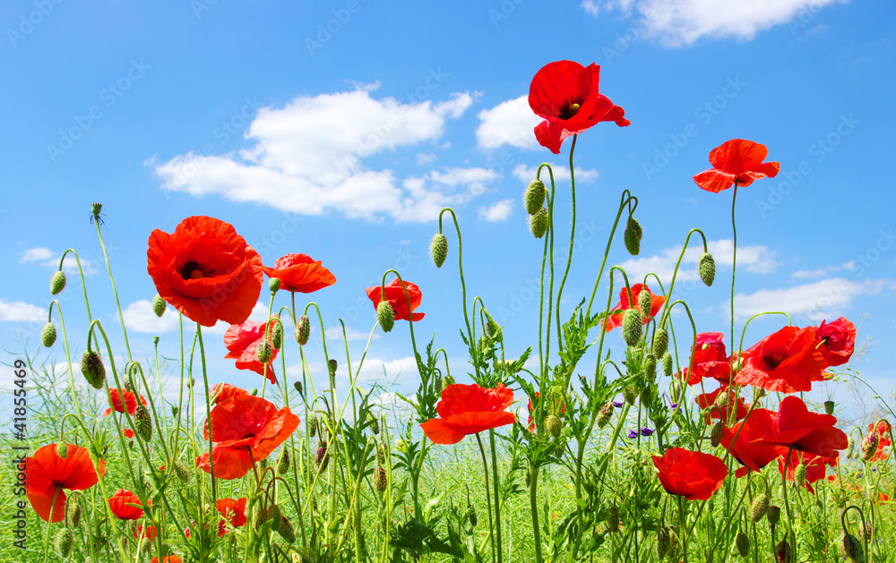 Obraz premium red poppies