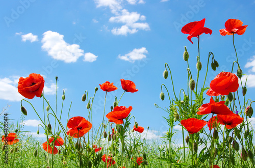 red poppies