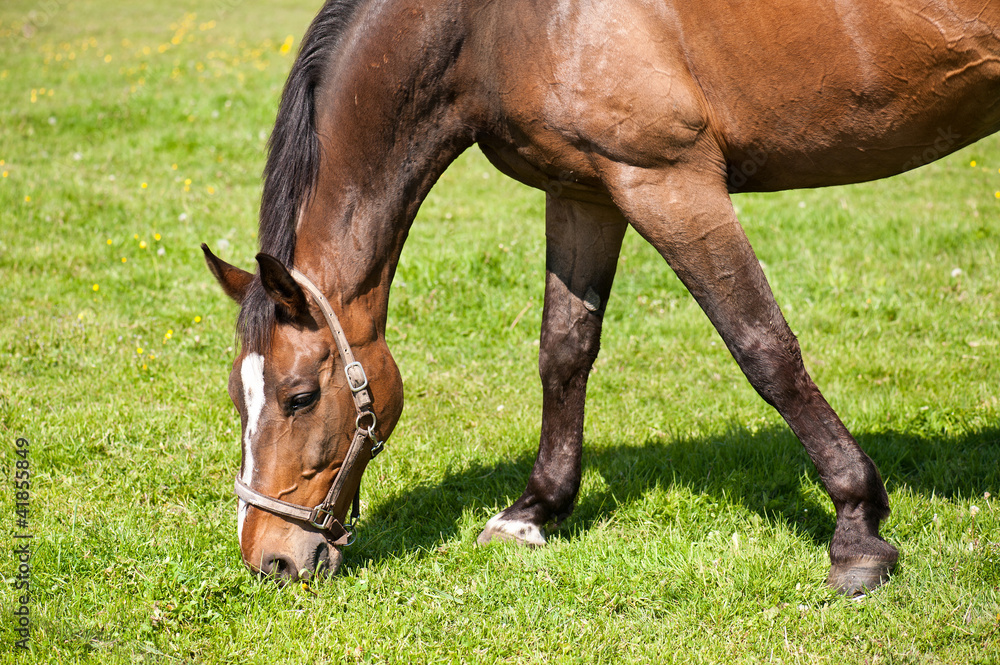 Horse in the pasture Horse in the pasture