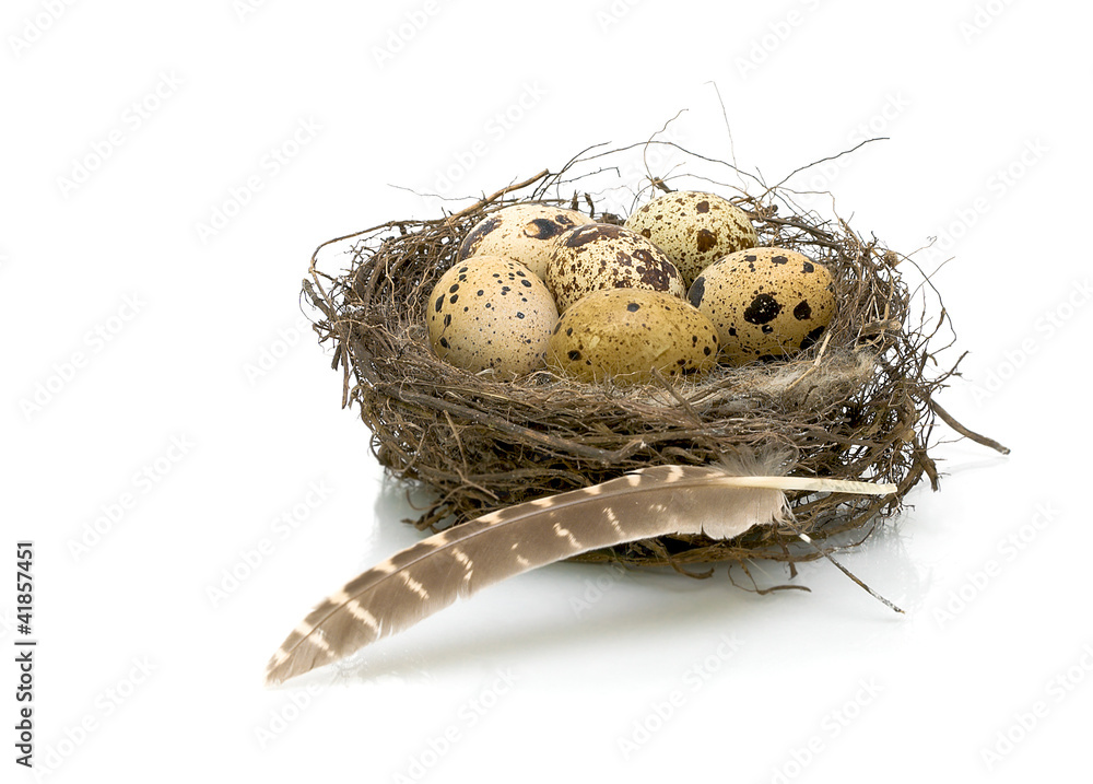 quail eggs in the nest and quail pen quail eggs in the nest and quail pen