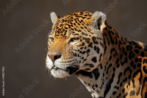 Male jaguar (Panthera onca)