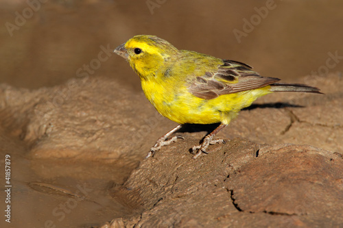 Yellow canary (Serinus mozambicus)