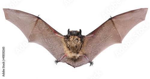 Foto Animal little brown bat flying. Isolated on white.