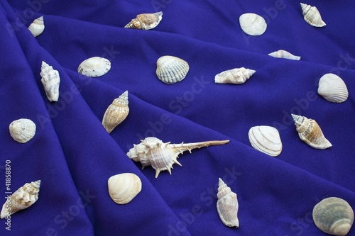 dark blue cloth background with seashells