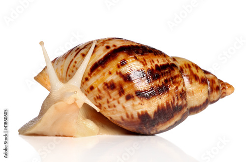 Giant African snail Achatina