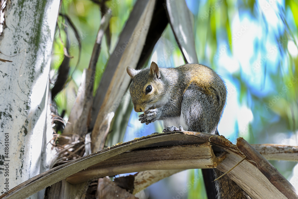 Obraz premium eastern gray squirrel, sciurus carolinensis
