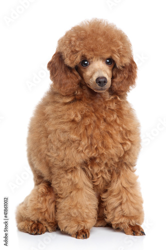 Little toy poodle portrait