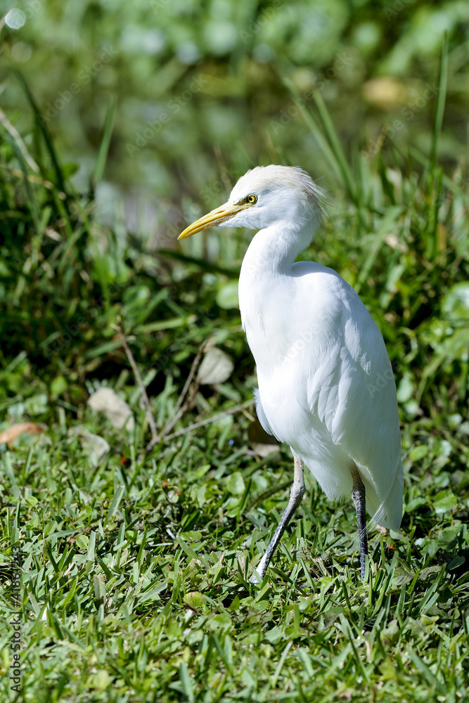 bubulcus ibis, cattle egret bubulcus ibis, cattle egret