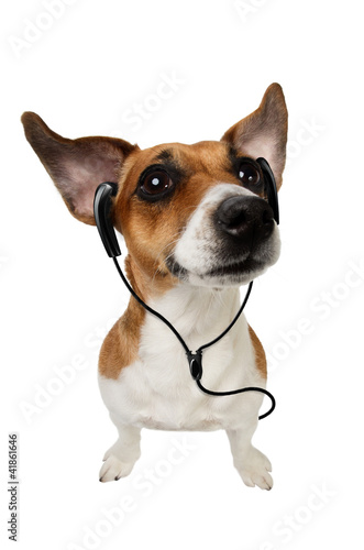 Jack Russell Terrier with earphones on white background © Iryna&Maya