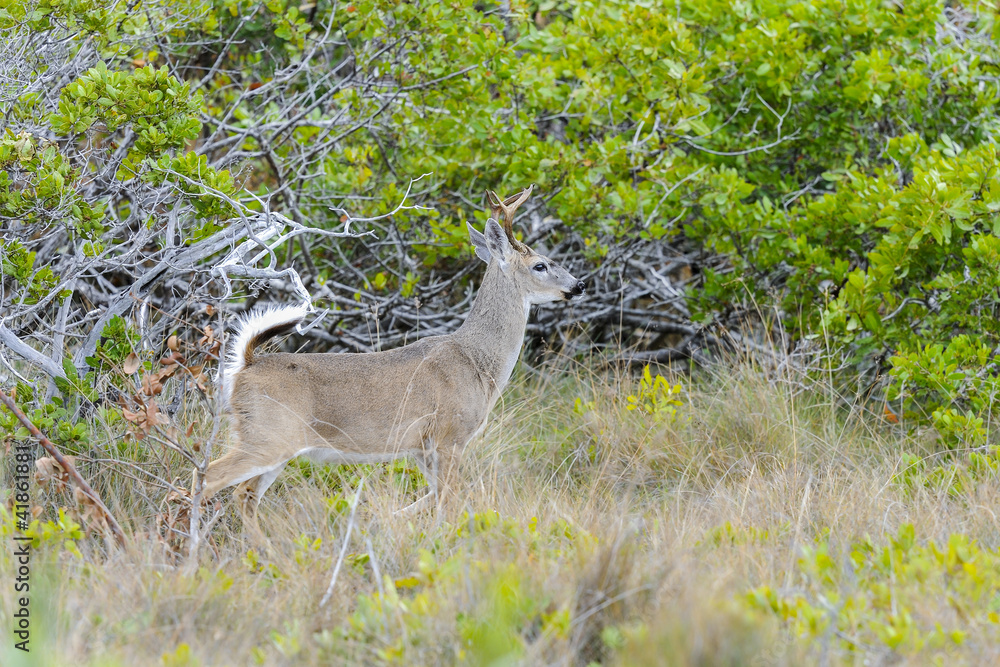 key deer, odocoileus virginianus clavium key deer, odocoileus virginianus clavium