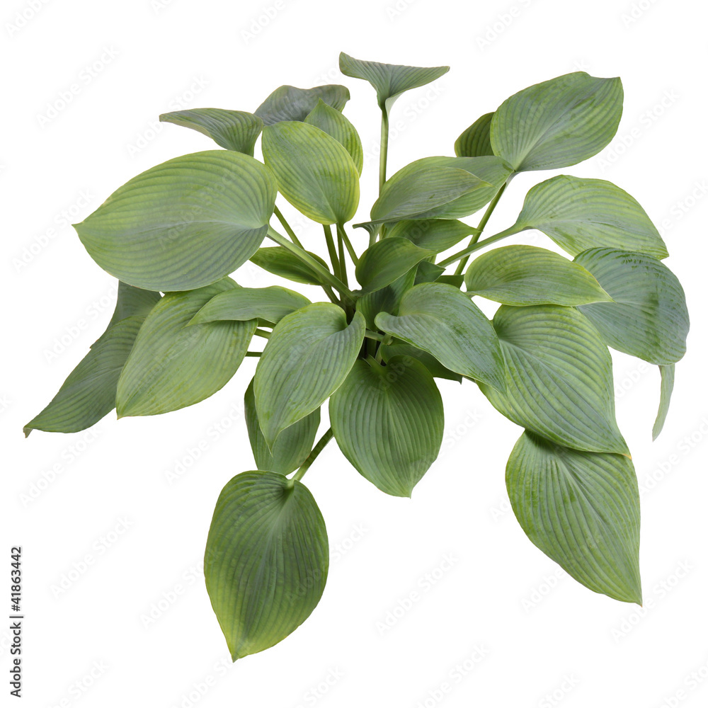 Fototapeta premium Isolated plant of a blue-leaved hosta
