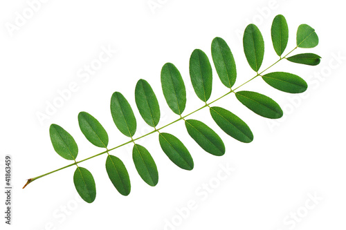 Green leaf acacia isolated on white background