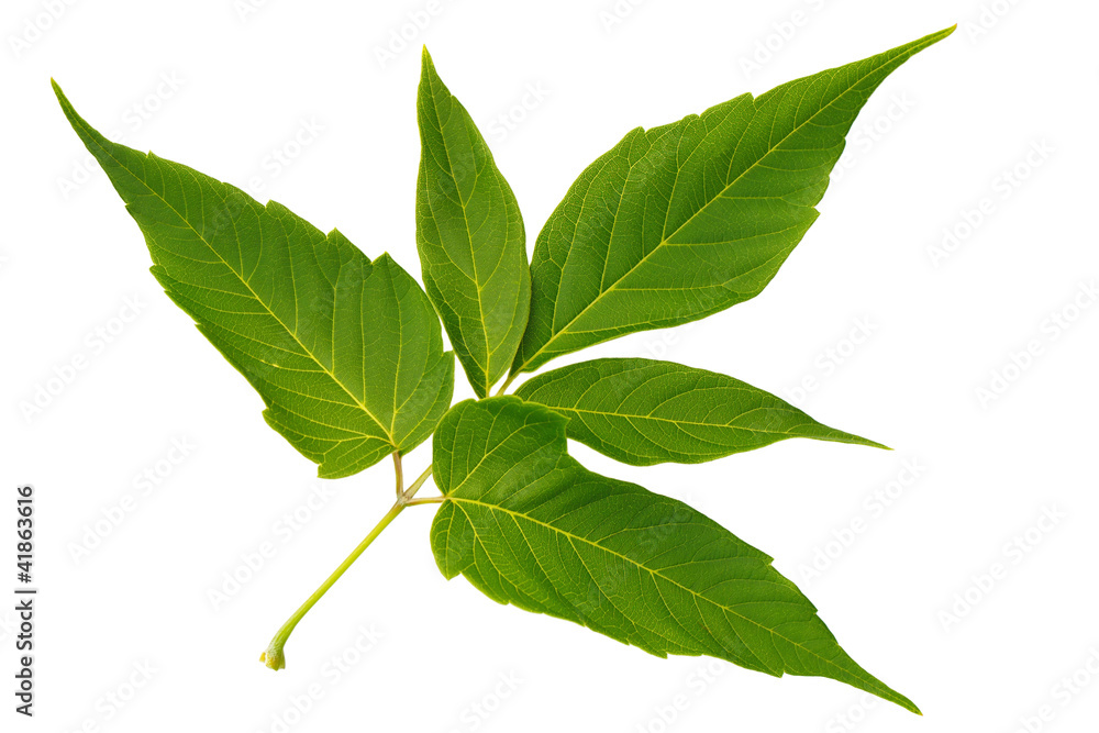 Naklejka premium Green leaf maple isolated on white background
