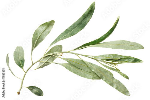 Green leaf willow isolated on white background
