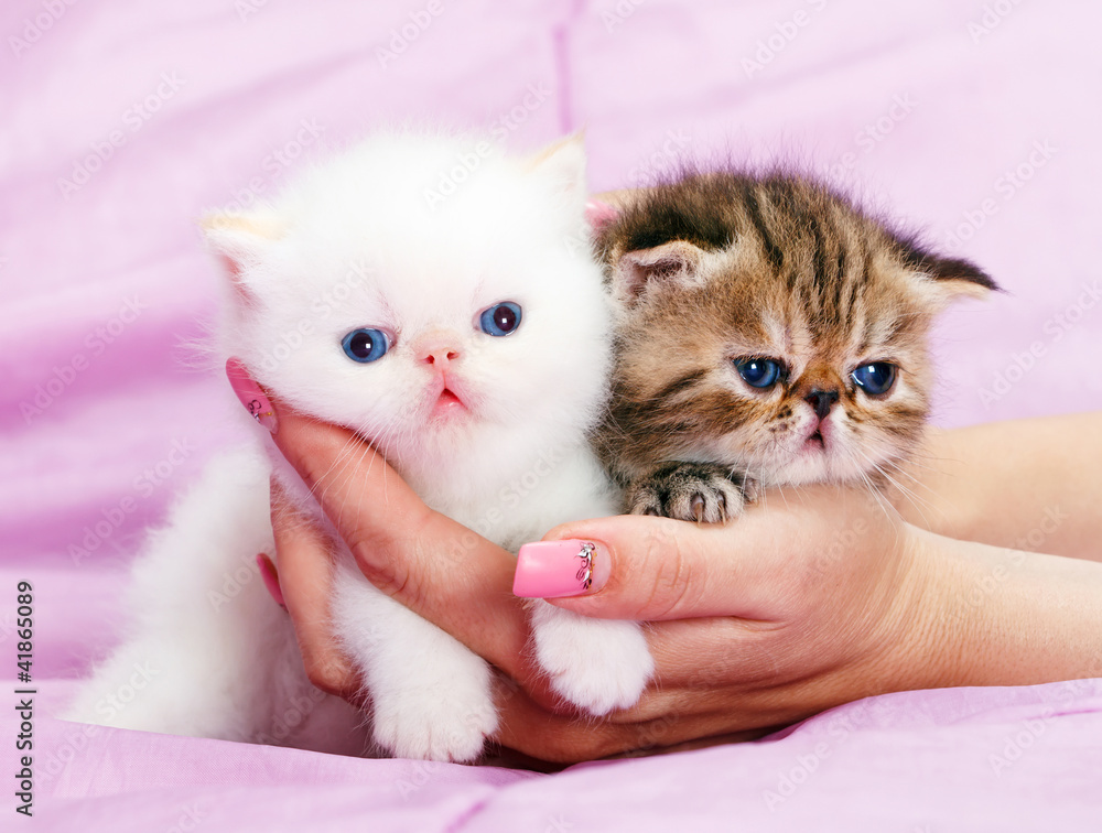 Fototapeta premium Little persian kitten