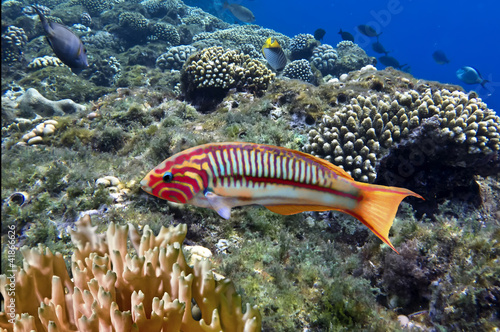 Thalassoma Klunzingeri photo