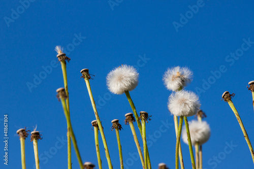 dandelions in grass