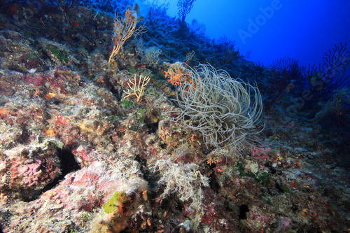 Fototapeta Naklejka Na Ścianę i Meble -  anemone bianca mediterraneo