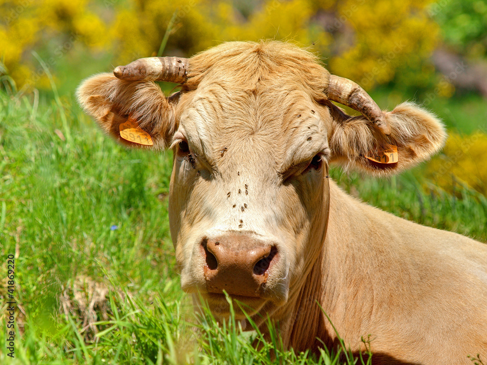 PORTRAIT DE VACHE PORTRAIT DE VACHE