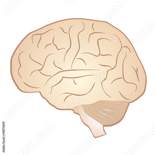 Brain illustration