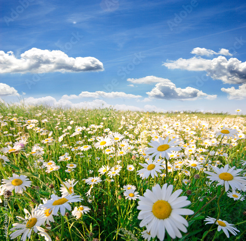 Springtime: field of daisy flowers with blue sky and clouds