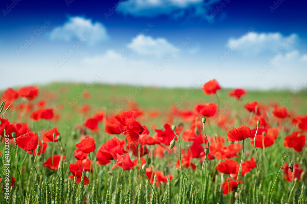 Fototapeta premium Field of Corn Poppy Flowers