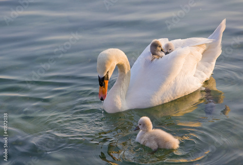 Schwan mit Jungen auf dem Rücken