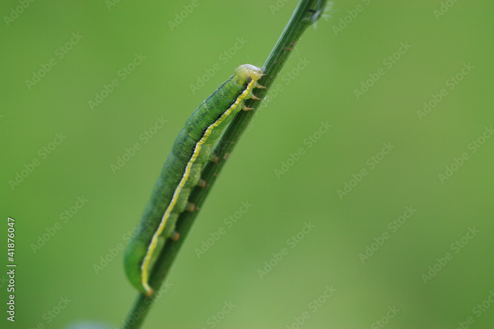 Fototapeta premium night moth larvae on a plant
