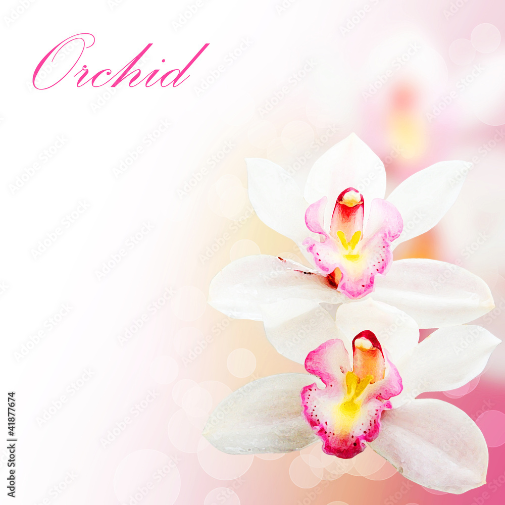 Pink orchid flowers background