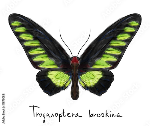Butterfly Troganoptera Brookina (male). Watercolor imitation.