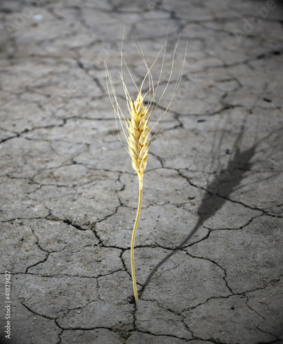 Fotografie, Obraz alone wheat on dry earth starvation concept