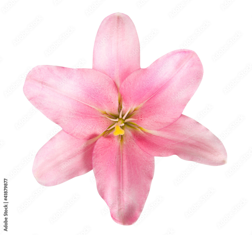 Flower Flower