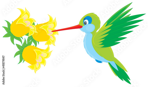 Hummingbird