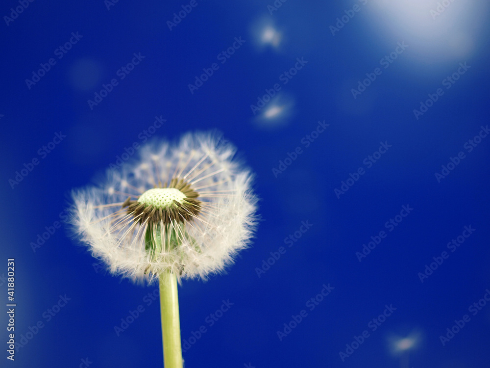 Obraz premium pusteblume