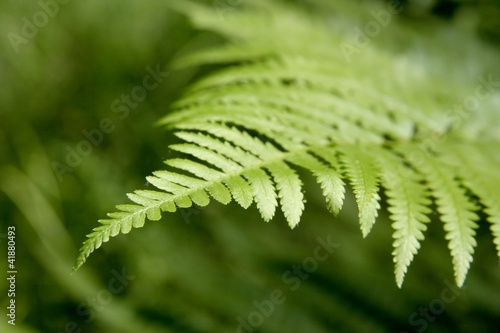 Detail of fern