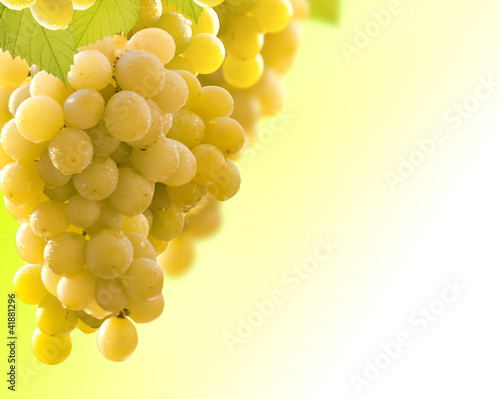 grapes and vineyard