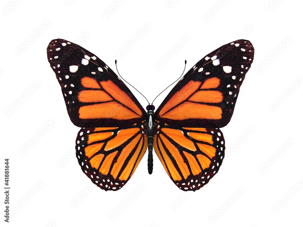 Obraz premium cyfrowy render motyla monarchy