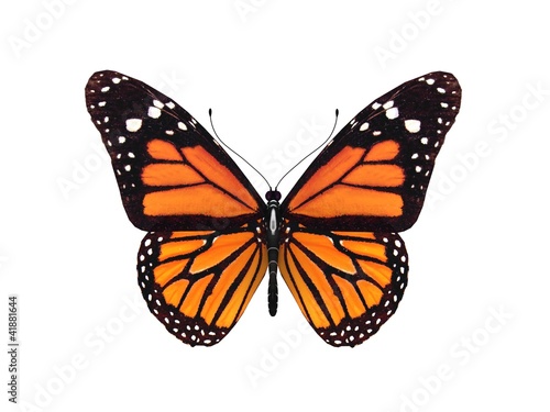 Wallpaper Mural digital render of a monarch butterfly
