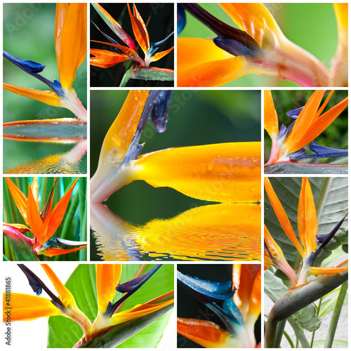 strelitzias, oiseau de paradis photo