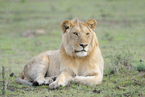 Young male Lion lying in grass.